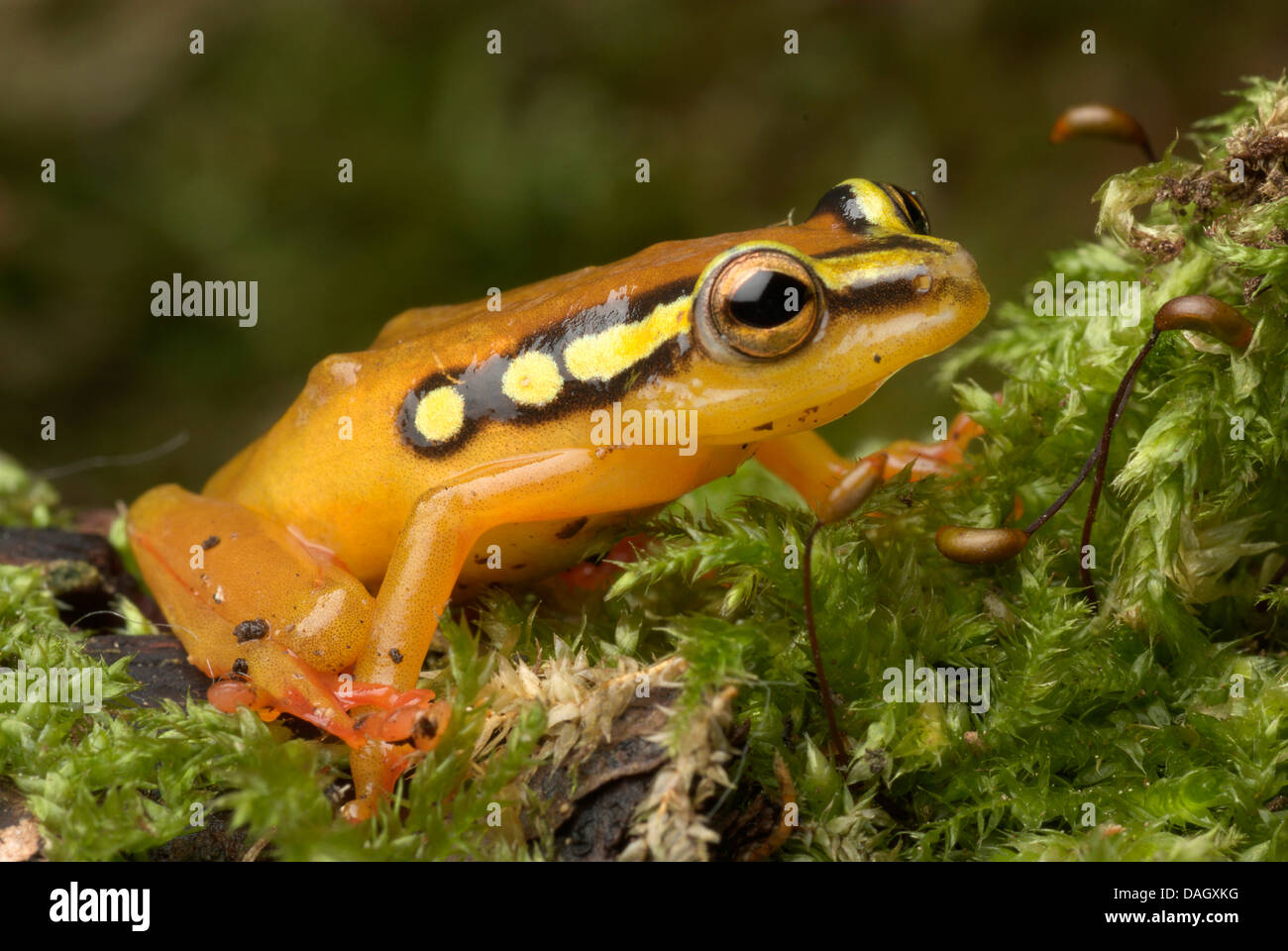 African Sedge Frog (Hyperolius puncticulatus), sitting on mossy deadwood Stock Photo