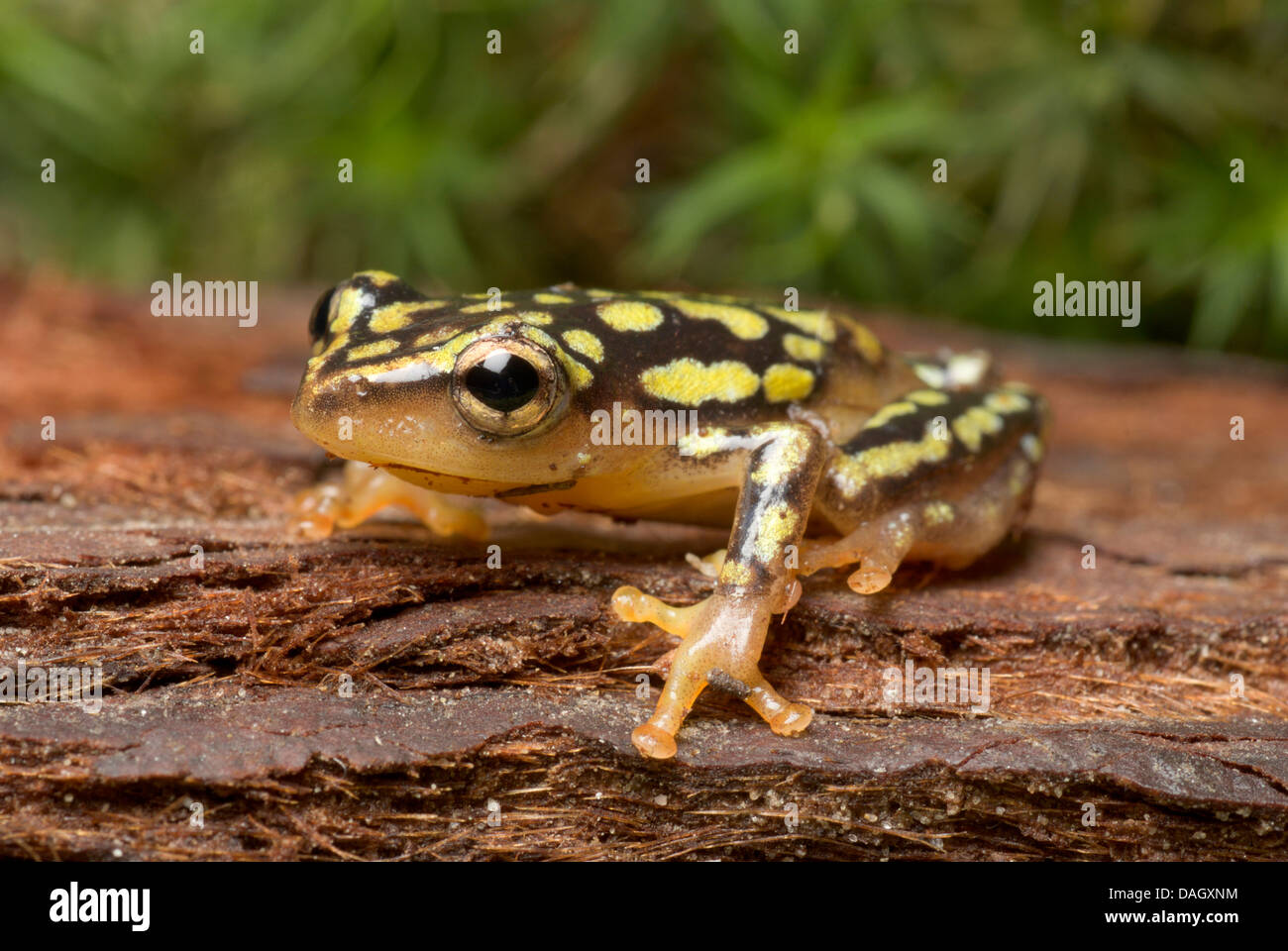 Common Reed Frog (Hyperolius viridiflavus variabilis), on bark Stock Photo Alamy