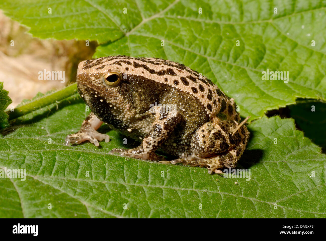 Black-Spotted Narrow-Mouthed Frog, Black-spotted Sticky Frog (Kalophrynus pleurostigma), on a leaf Stock Photo