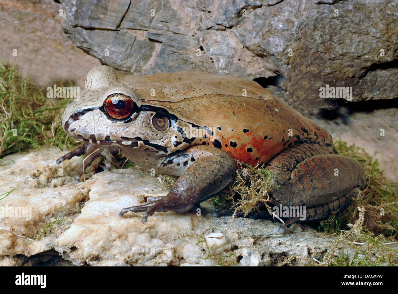South American bullfrog, Smokey Jungle Frog (Leptodactylus pentadactylus), on a stone Stock Photo