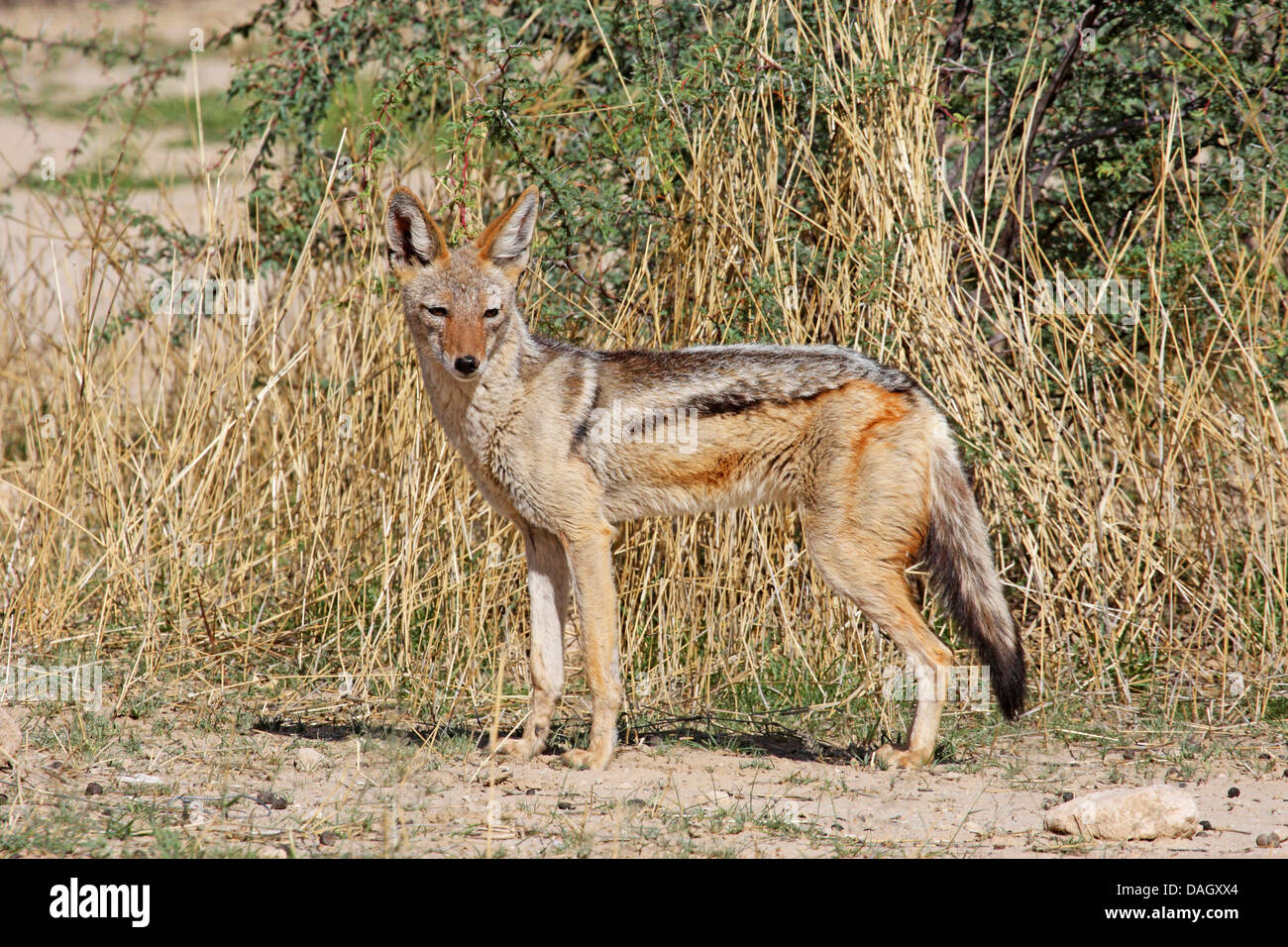 black-backed jackal (Canis mesomelas), standing in the savannah, Kgalagadi Transfrontier National Park Stock Photo