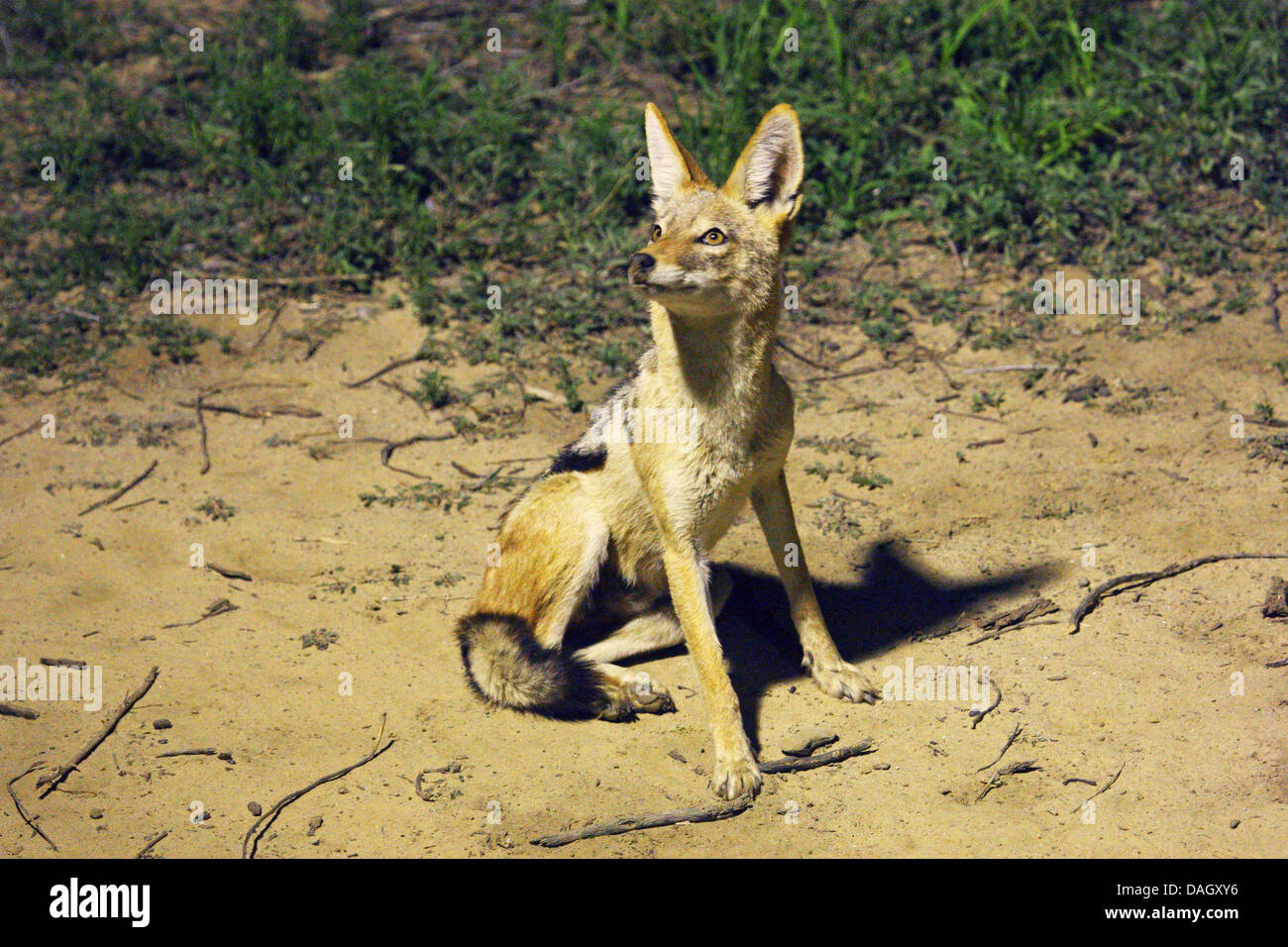 black-backed jackal (Canis mesomelas), sitting illuminated at night on a soil ground, South Africa, Kgalagadi Transfrontier National Park Stock Photo