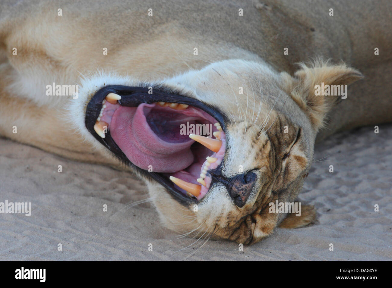 lion (Panthera leo), portrait of a female lying in the sand yawning, South Africa, Kgalagadi Transfrontier National Park Stock Photo