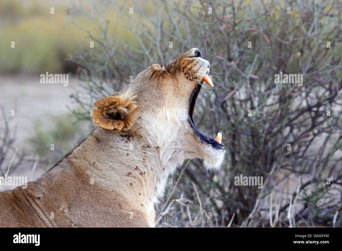 lion (Panthera leo), portrait of a yawning female, South Africa, Kgalagadi Transfrontier National Park Stock Photo