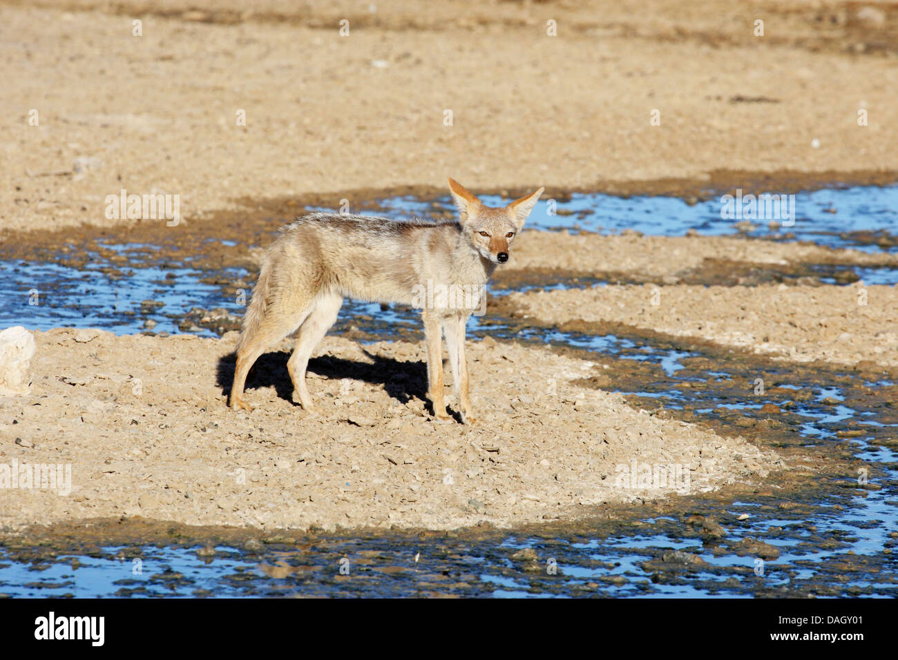 black-backed jackal (Canis mesomelas), standing at a watercourse running dry, South Africa, Kgalagadi Transfrontier National Park Stock Photo