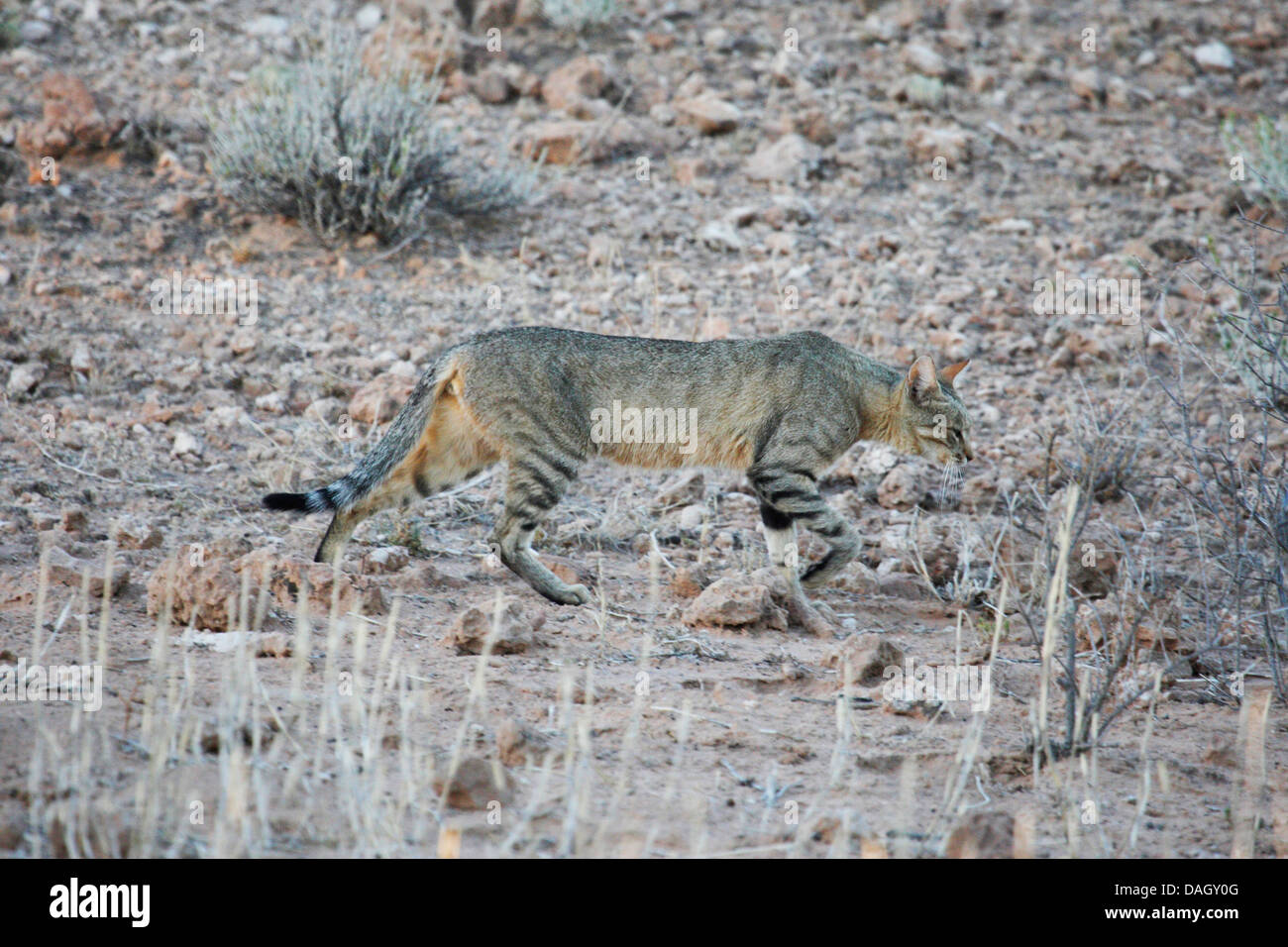 African wildcat (Felis lybica, Felis libyca, Felis silvestris lybica, Felis silvestris libyca), walking in the savannah well camouflaged, South Africa, Kgalagadi Transfrontier National Park Stock Photo