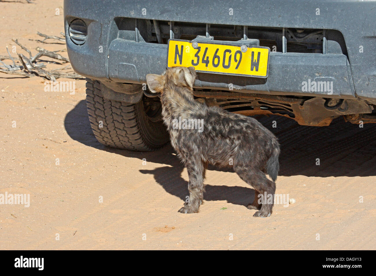spotted hyena (Crocuta crocuta), juvenile at a car, South Africa, Kgalagadi Transfrontier National Park Stock Photo