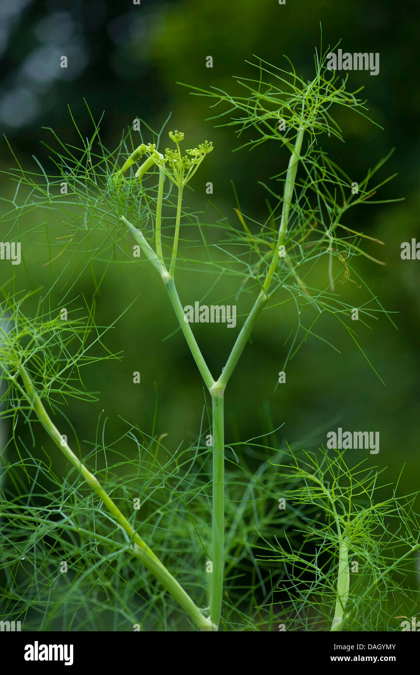 sweet fennel (Foeniculum vulgare, Anethum foeniculum), fennel with young inflorescence Stock Photo