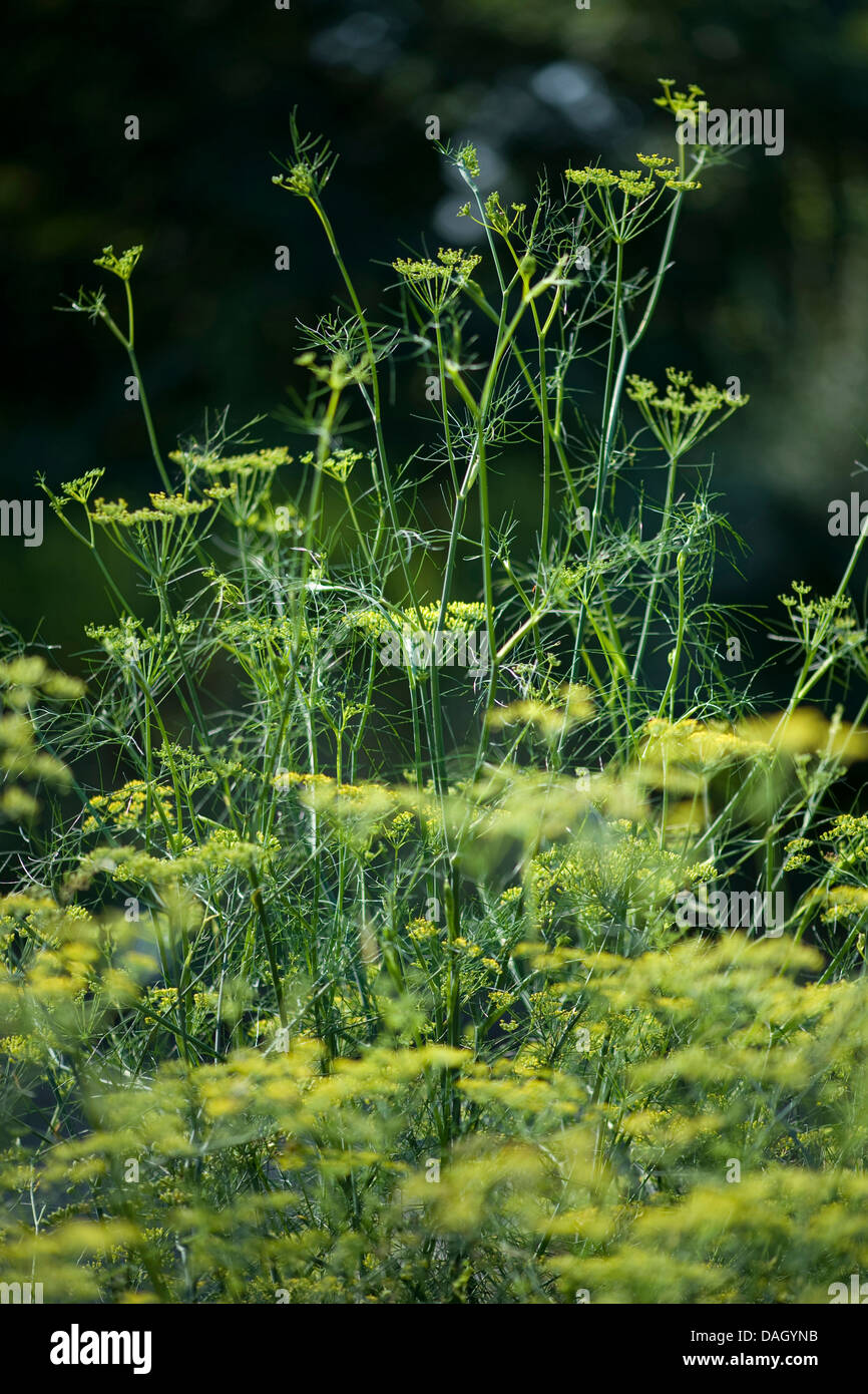 sweet fennel (Foeniculum vulgare, Anethum foeniculum), flowering fennel Stock Photo