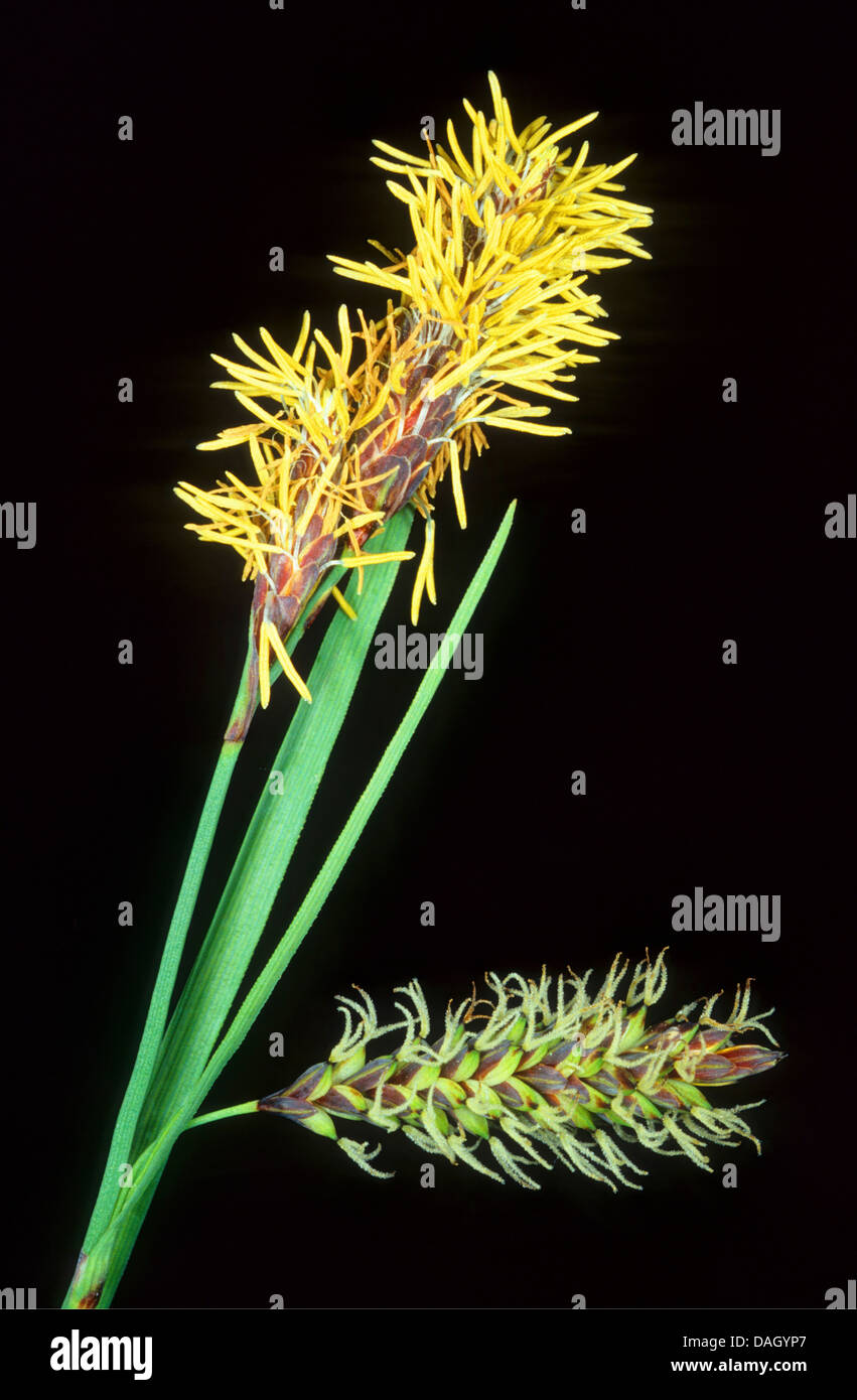 glaucous sedge (Carex flacca), male and female inflorescences in front of black background, Germany, NRW Stock Photo