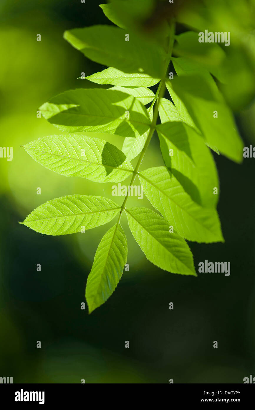 common ash, European ash (Fraxinus excelsior), leaf in backlight, Germany Stock Photo
