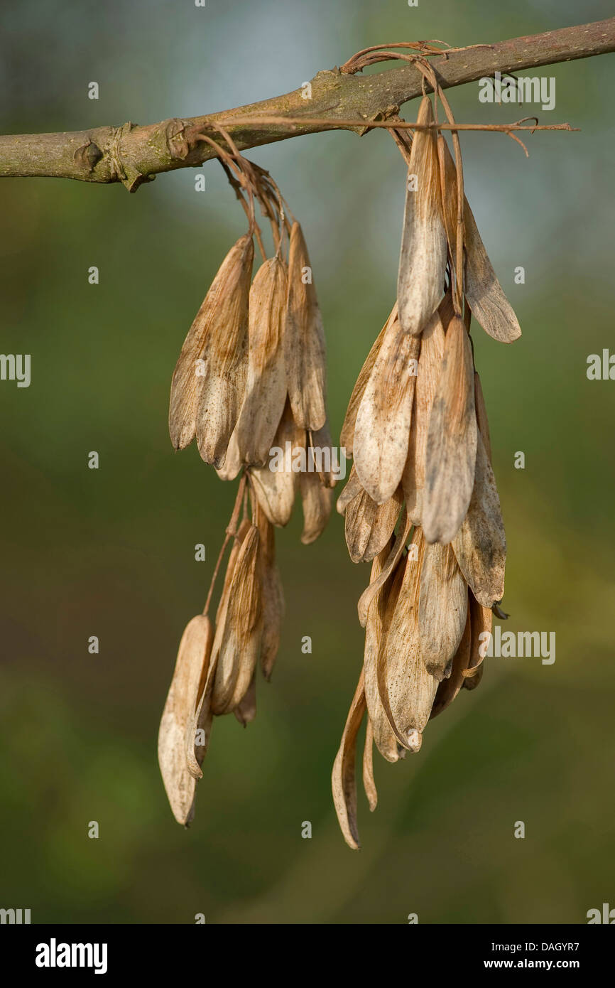 common ash, European ash (Fraxinus excelsior), mature fruits on a branch, Germany Stock Photo