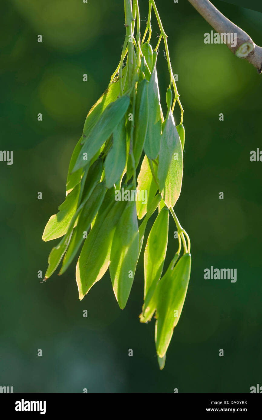 common ash, European ash (Fraxinus excelsior), immature fruits on a twig, Germany Stock Photo