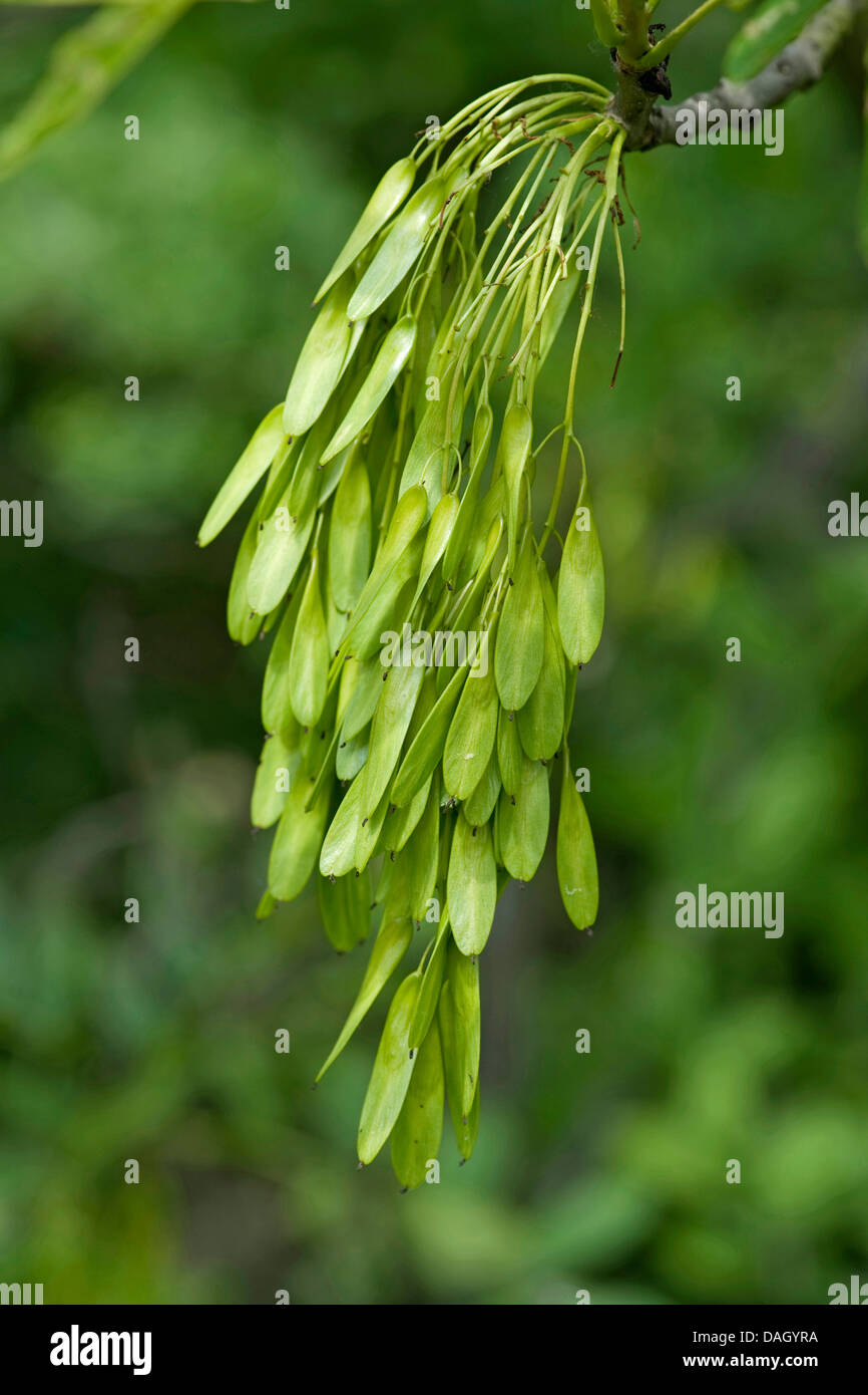 common ash, European ash (Fraxinus excelsior), immature fruits on a twig, Germany Stock Photo