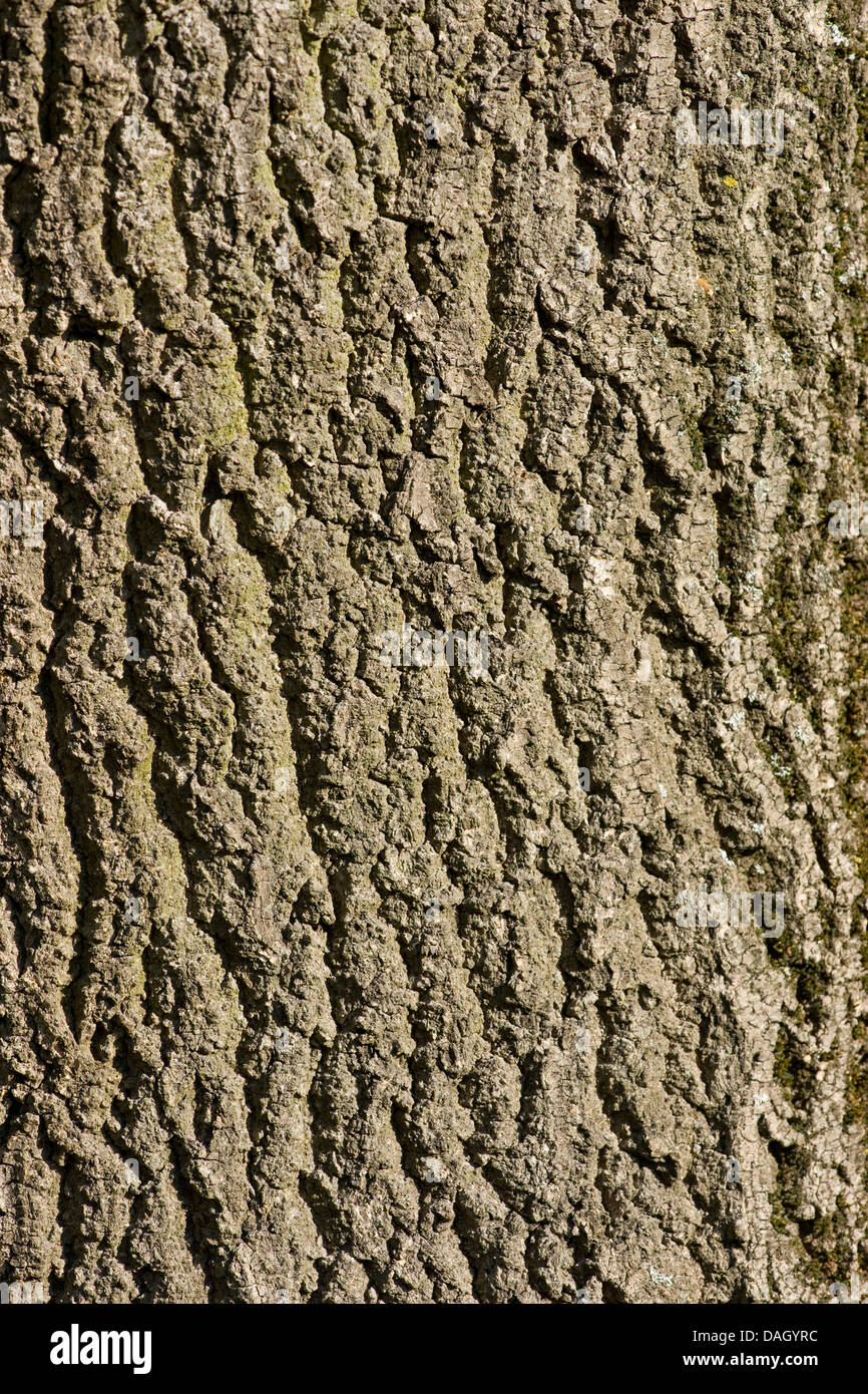 common ash, European ash (Fraxinus excelsior), bark, Germany Stock Photo
