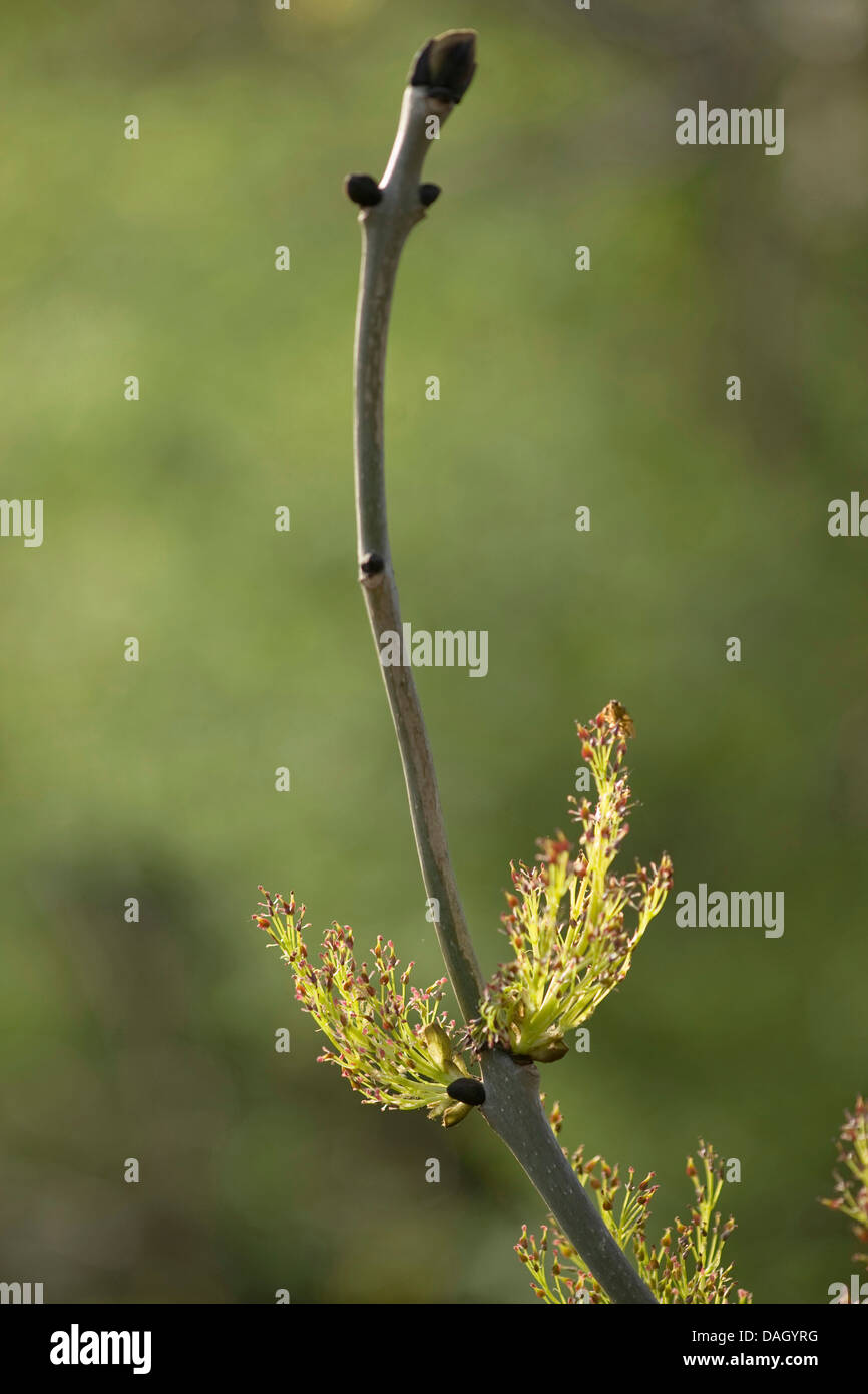 common ash, European ash (Fraxinus excelsior), blooming branch, Germany Stock Photo