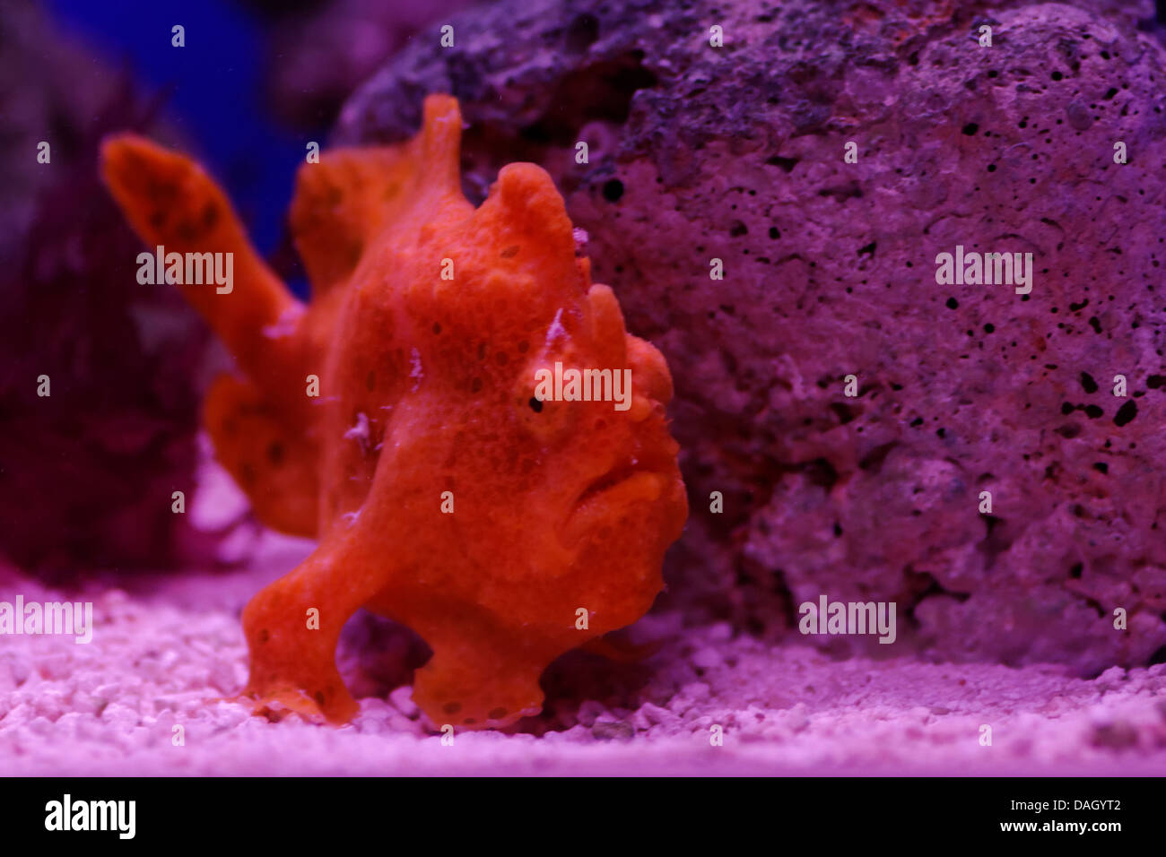 Orange longlure frogfish, Antennarius multiocellatus Stock Photo