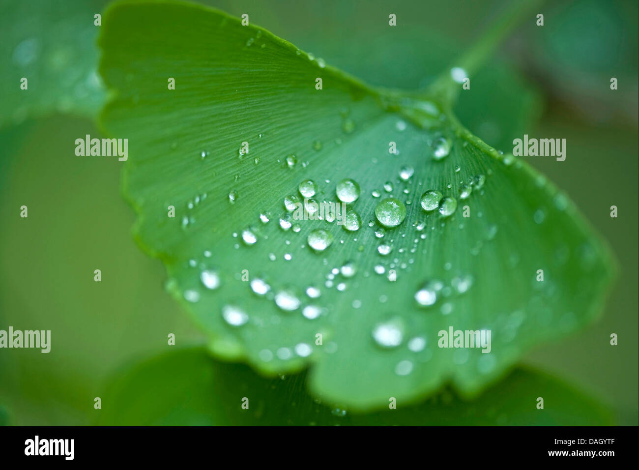 maidenhair tree, Ginkgo Tree, Gingko Tree, Ginko Tree (Ginkgo biloba