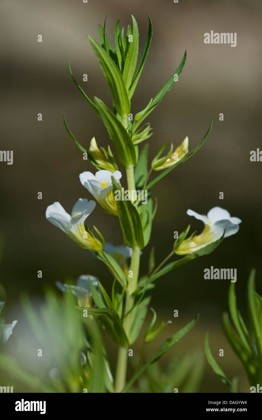 hedge hyssop (Gratiola officinalis), blooming, Germany Stock Photo