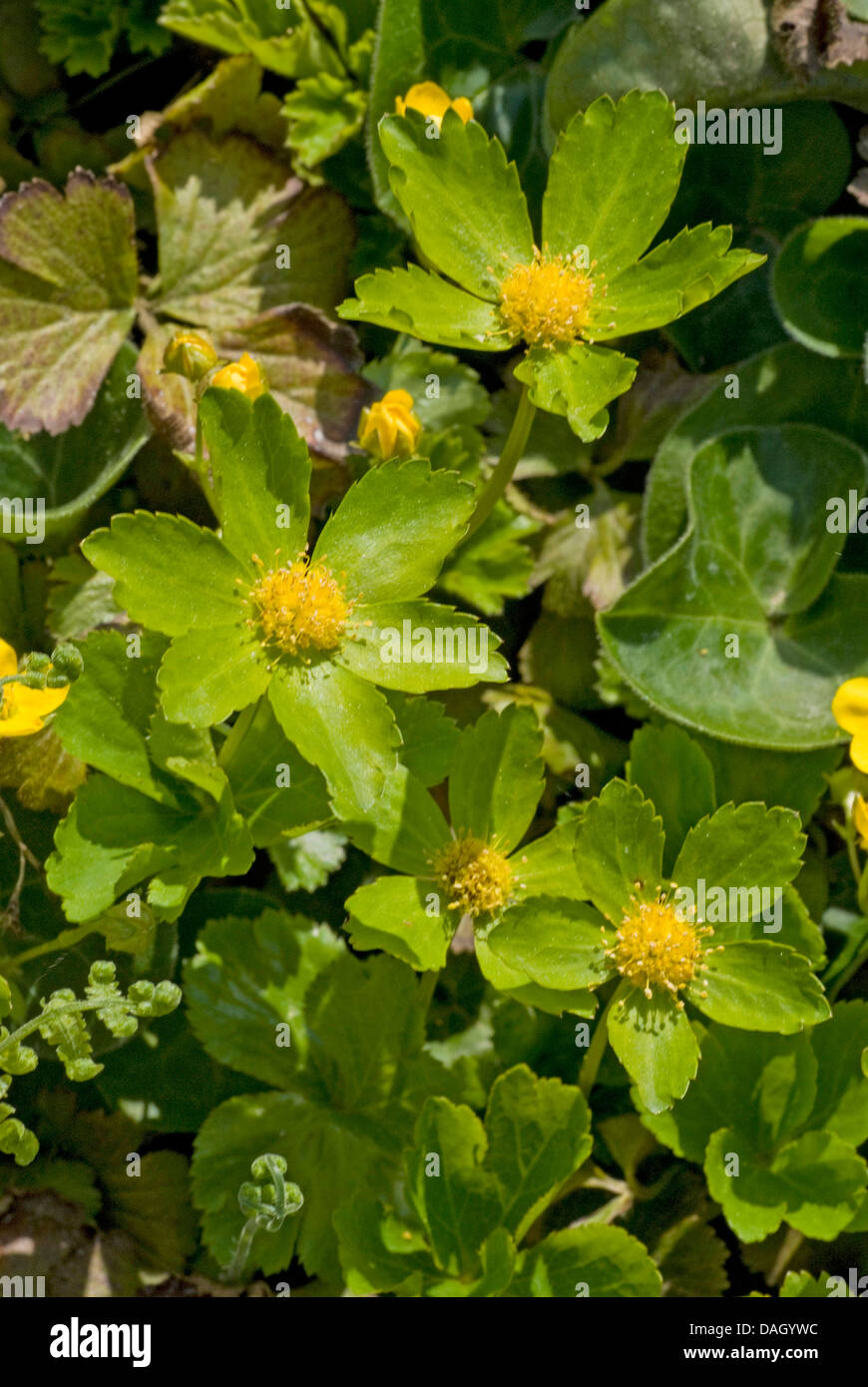 Dwarf Masterwort (Hacquetia epipactis), blooming, Austria Stock Photo