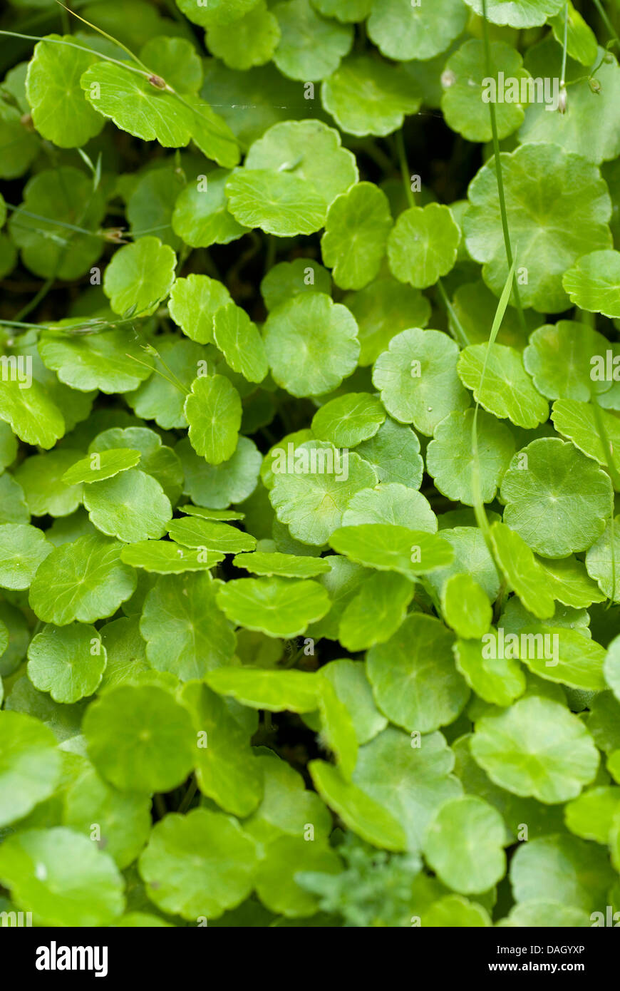 marsh pennywort, common pennywort (Hydrocotyle vulgaris), leaves, Germany Stock Photo