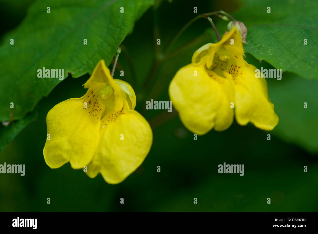 western touch-me-not (Impatiens noli-tangere), flowers, Germany, Bavaria Stock Photo