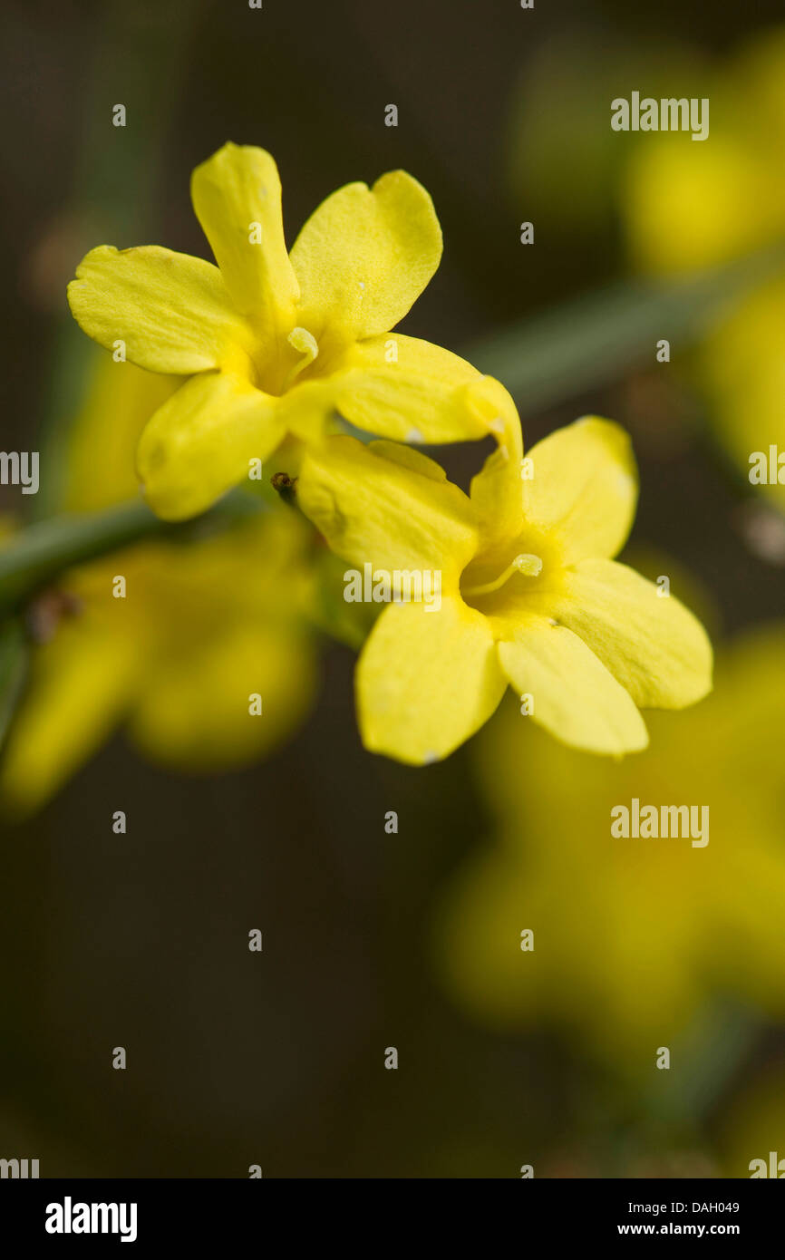 jasmine (china) (Jasminum nudiflorum), flowers Stock Photo Alamy