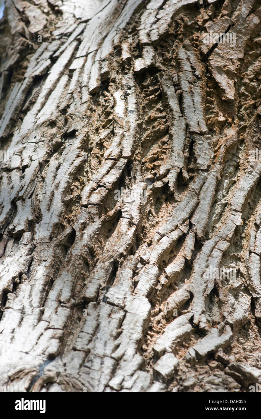 walnut (Juglans regia), bark, Germany Stock Photo