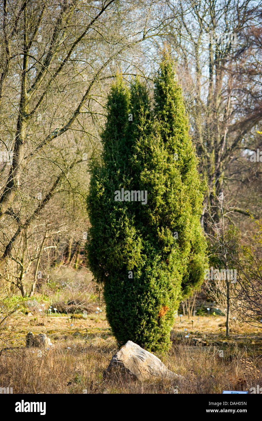 common juniper, ground juniper (Juniperus communis), habit, Germany Stock Photo