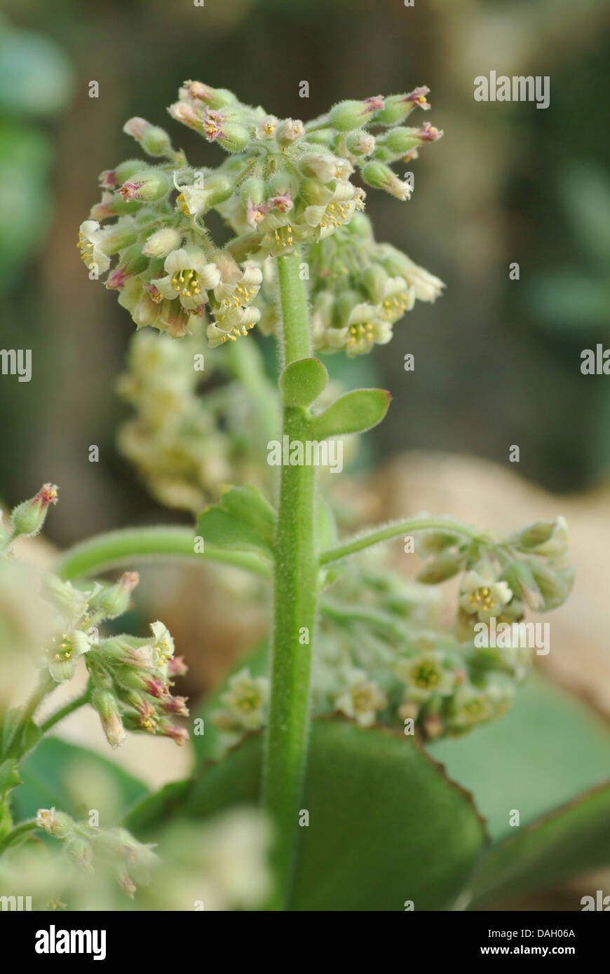 Kalanchoe (Kalanchoe tetraphylla), blooming Stock Photo Alamy