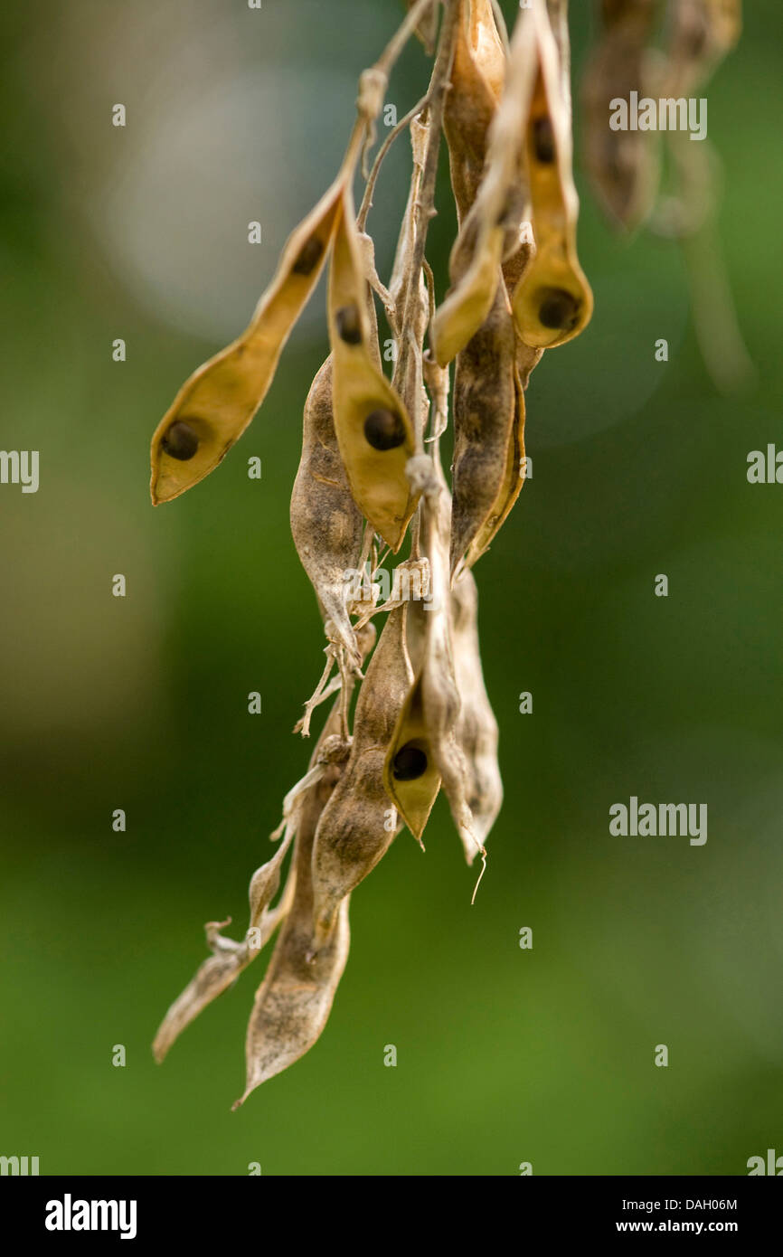 common laburnum (Laburnum anagyroides), open pods with seeds, Germany Stock Photo