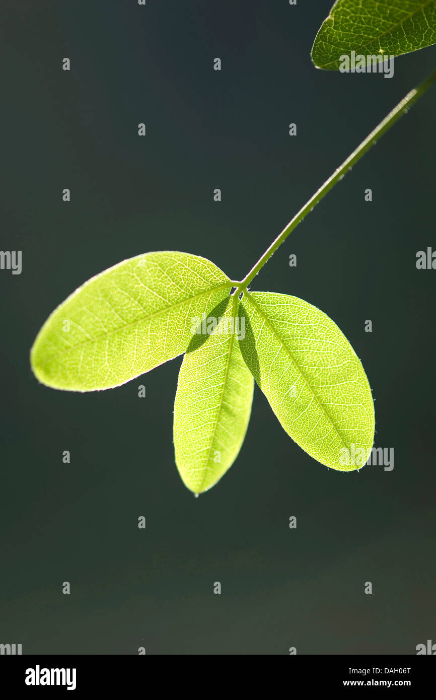 common laburnum (Laburnum anagyroides), leaf in backlight, Germany Stock Photo