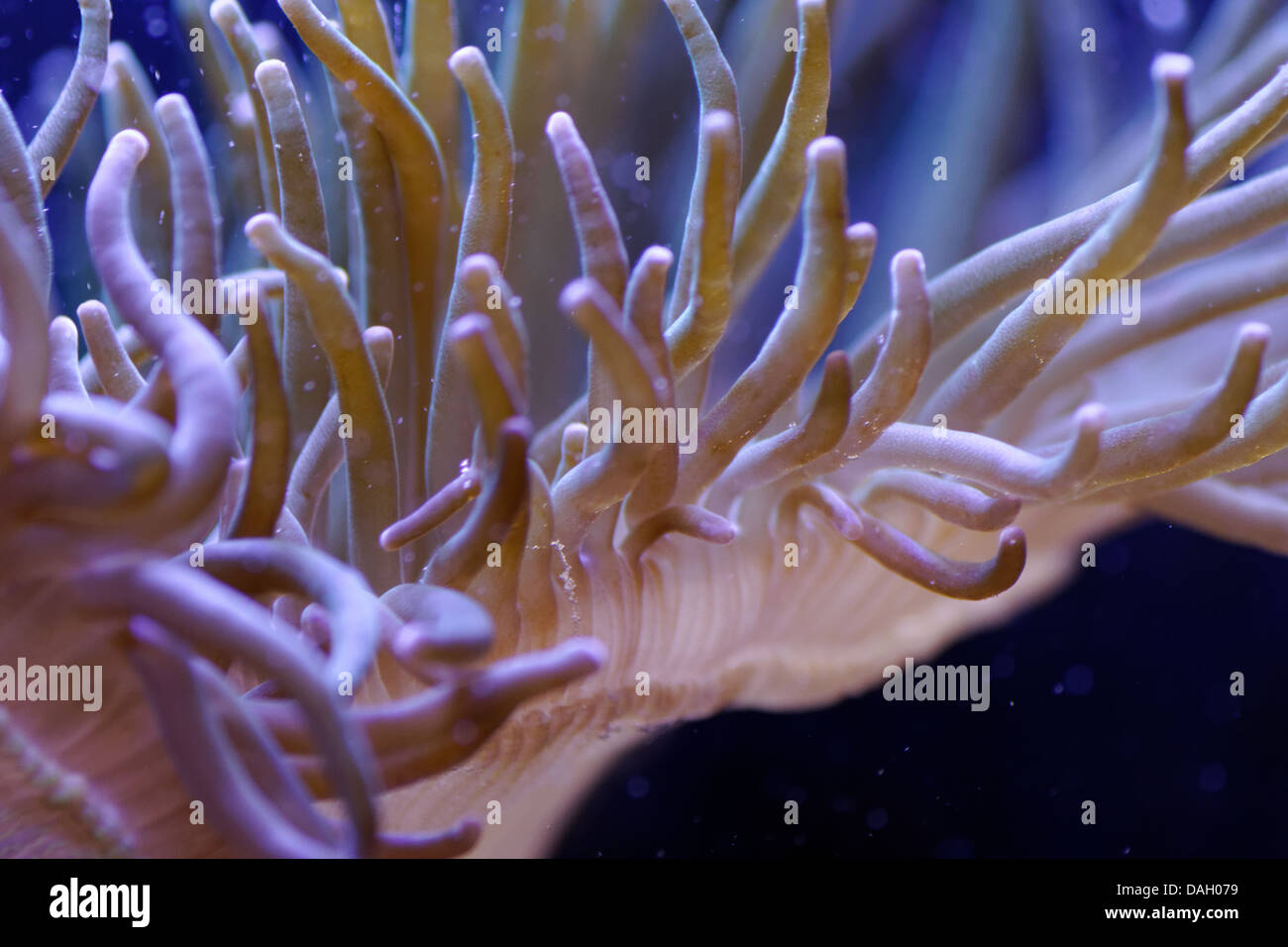 Sea anemone Stock Photo