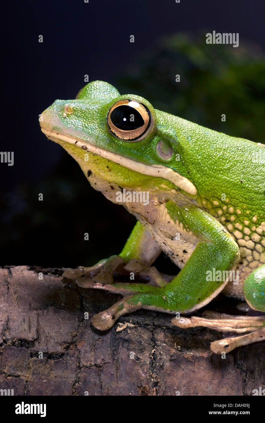 WhiteLipped Tree Frog (Litoria infrafrenata), portrait Stock Photo Alamy