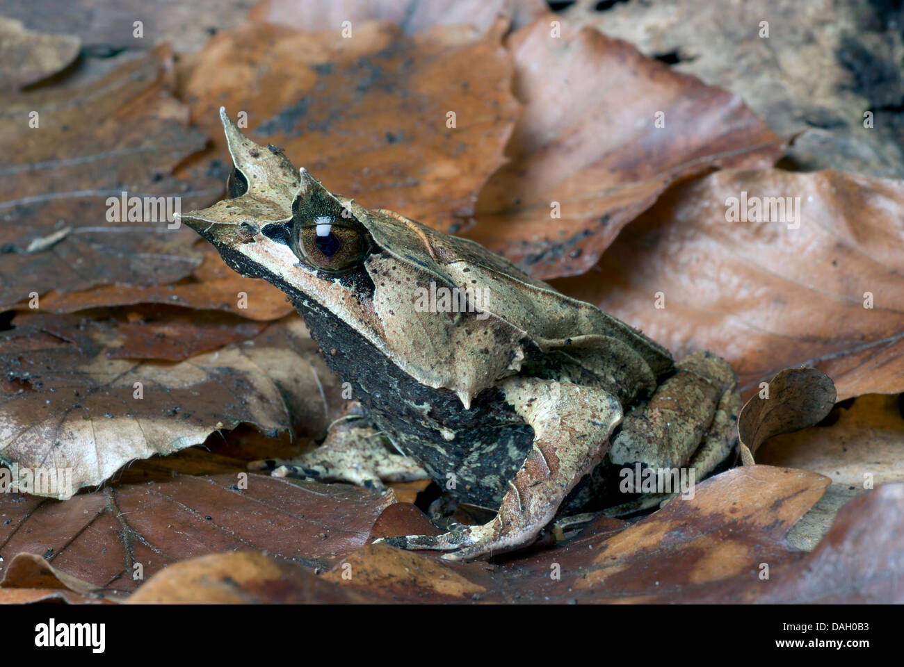 Long-nosed Horned Frog, Malayan Horned Frog, Malayan Leaf Frog (Megophrys nasuta), on autumn leaves Stock Photo