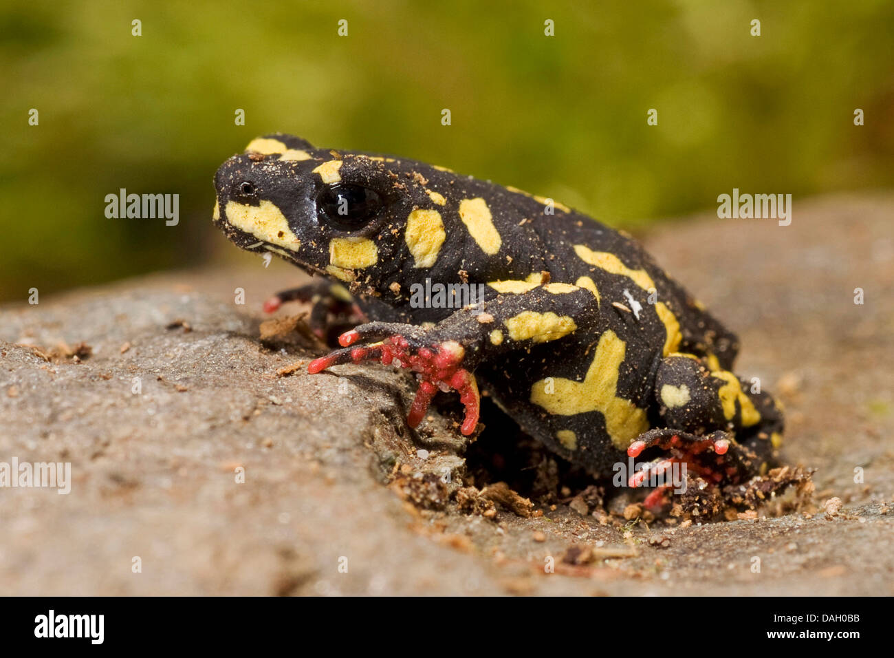 Redbelly toad hi-res stock photography and images - Alamy