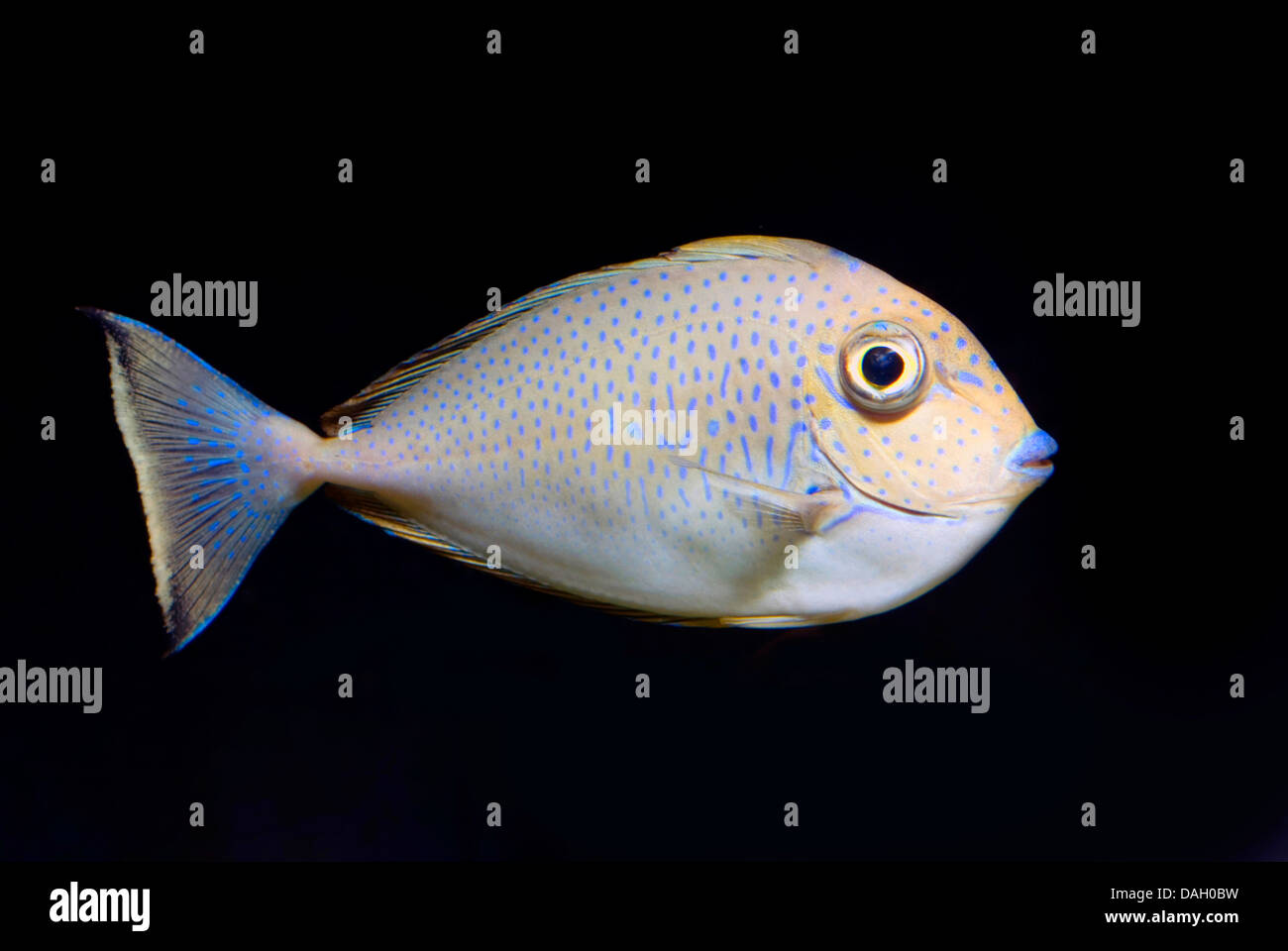 Bignose unicornfish (Naso vlamingi), swimming Stock Photo