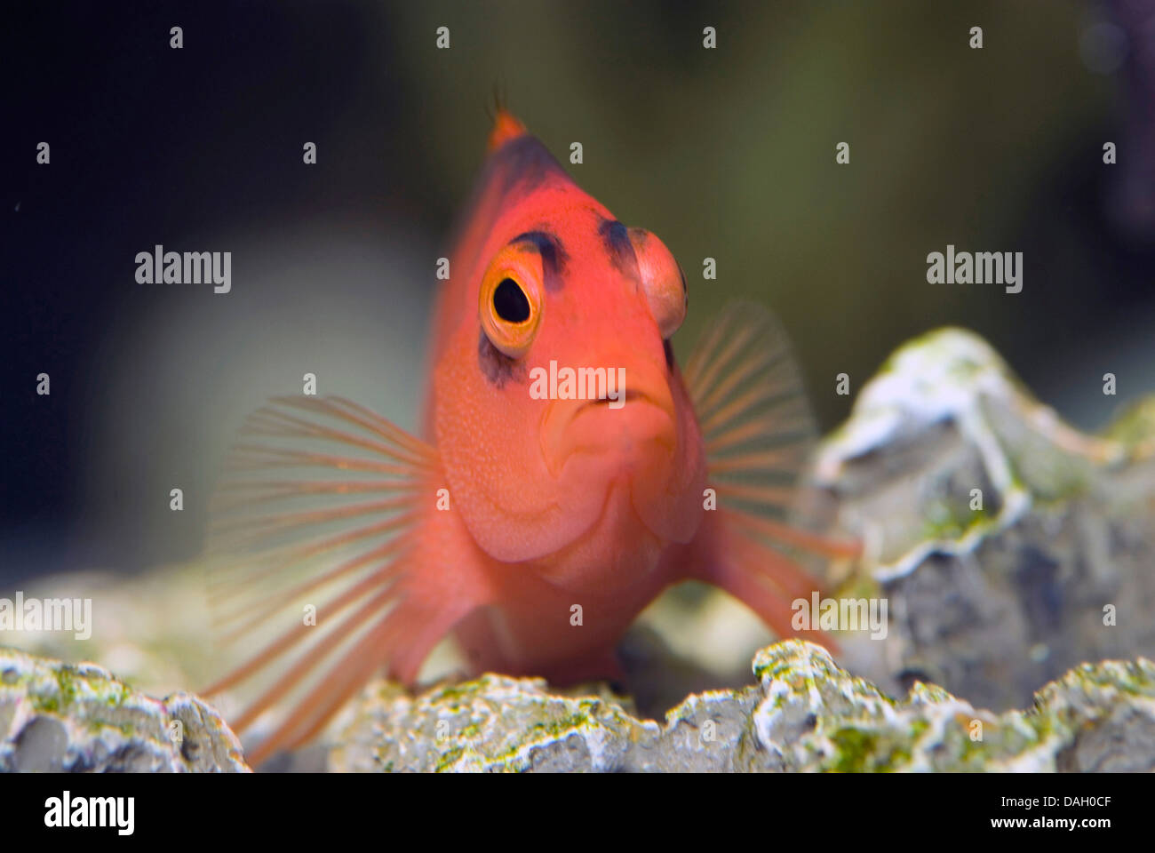 flame hawkfish, brilliant red hawkfish (Neocirrhites armatus), on the bottom of an aquarium Stock Photo