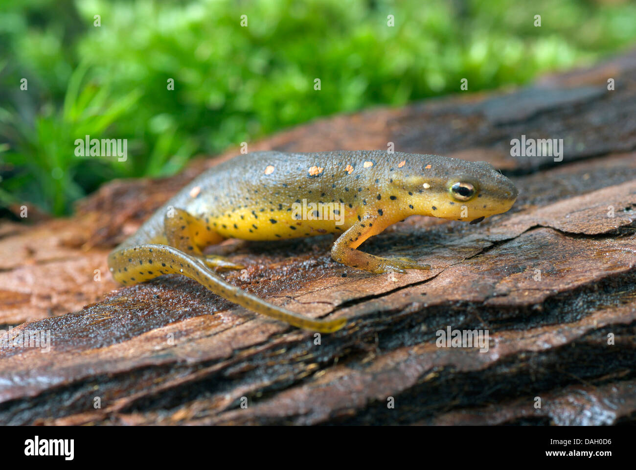 eft, red-spotted newt, red eft, eastern newt (Notophthalmus viridescens), on a stone Stock Photo
