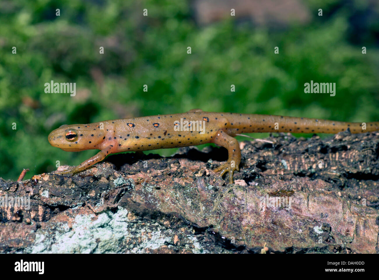 eft, red-spotted newt, red eft, eastern newt (Notophthalmus viridescens), on a branch Stock Photo