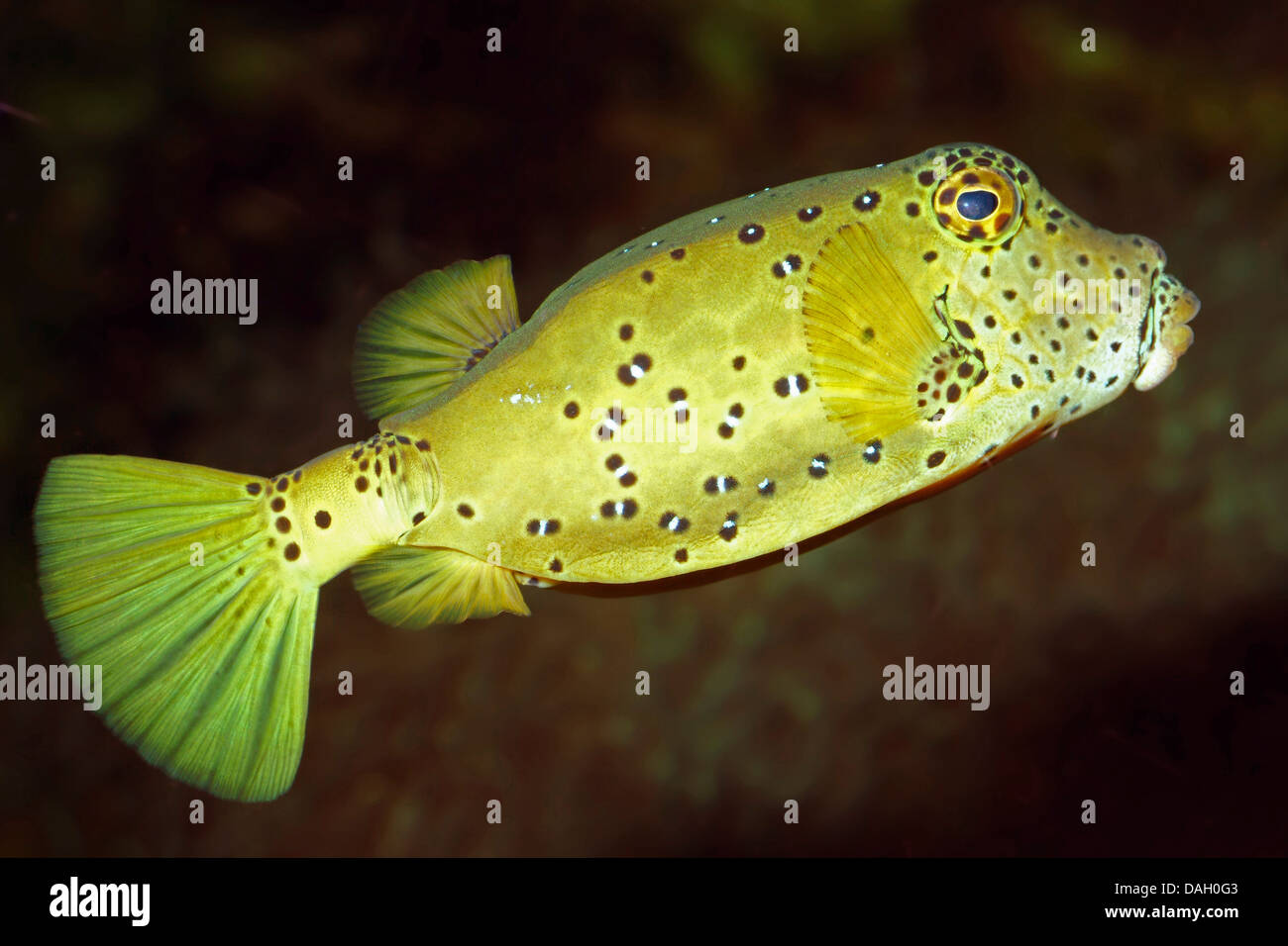 blue-spotted boxfish, yellow boxfish, polka dot boxfish (Ostracion cubicus, Ostracion tuberculatus), swimming Stock Photo