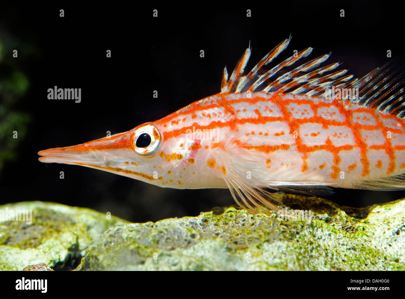 long-nosed hawkfish, longnose hawkfish (Oxycirrhites typus), portrait Stock Photo