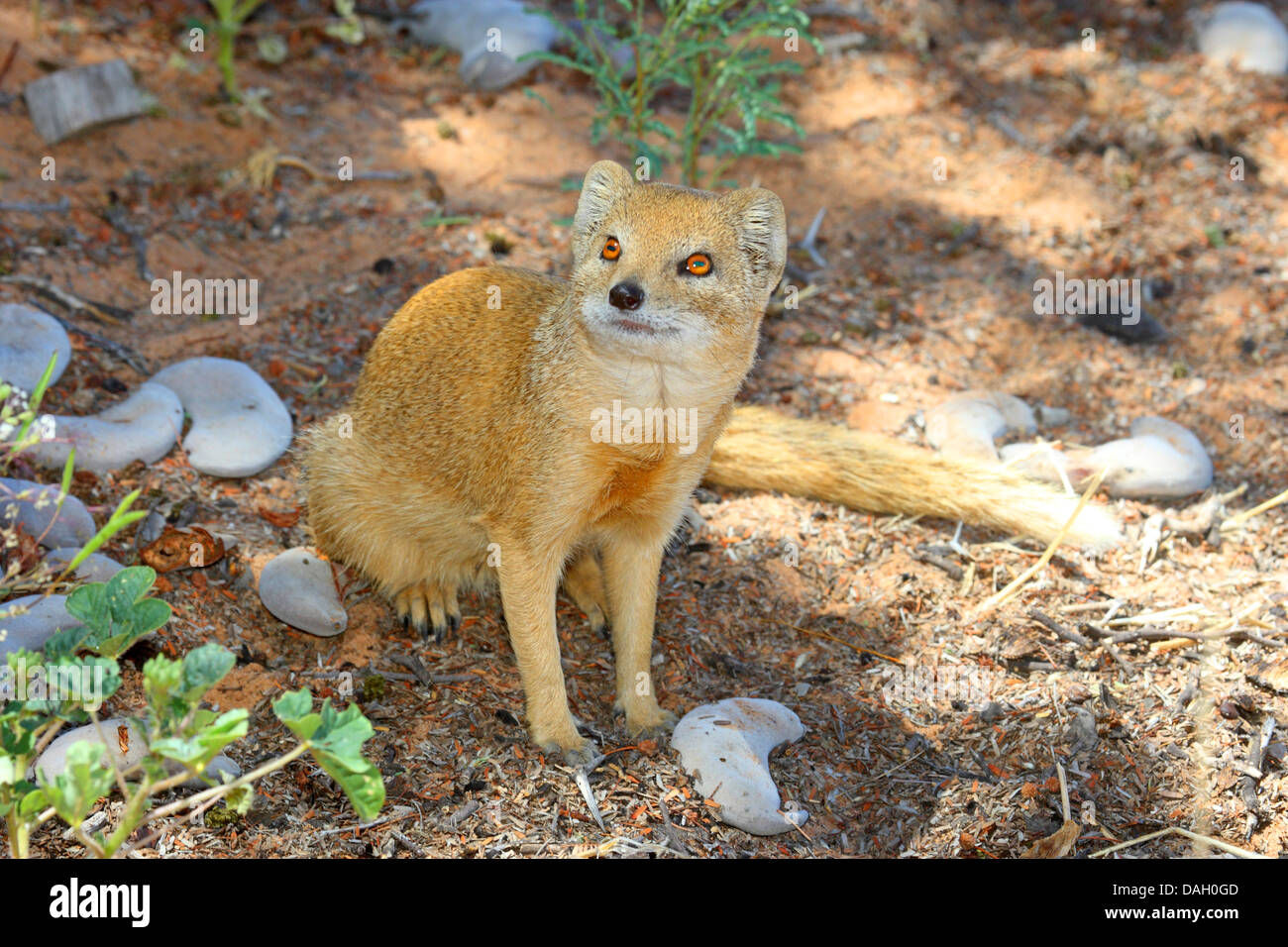 yellow mongoose (Cynictis penicillata), sitting on waste ground looking up, South Africa, Kgalagadi Transfrontier National Park Stock Photo