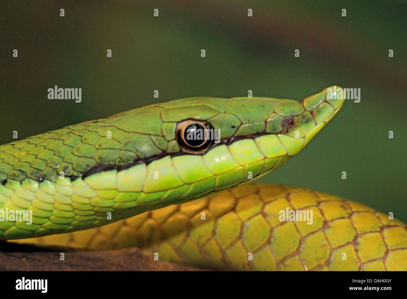 Argentinian Long-nosed Tree Snake (Philodryas baroni), portrait Stock Photo