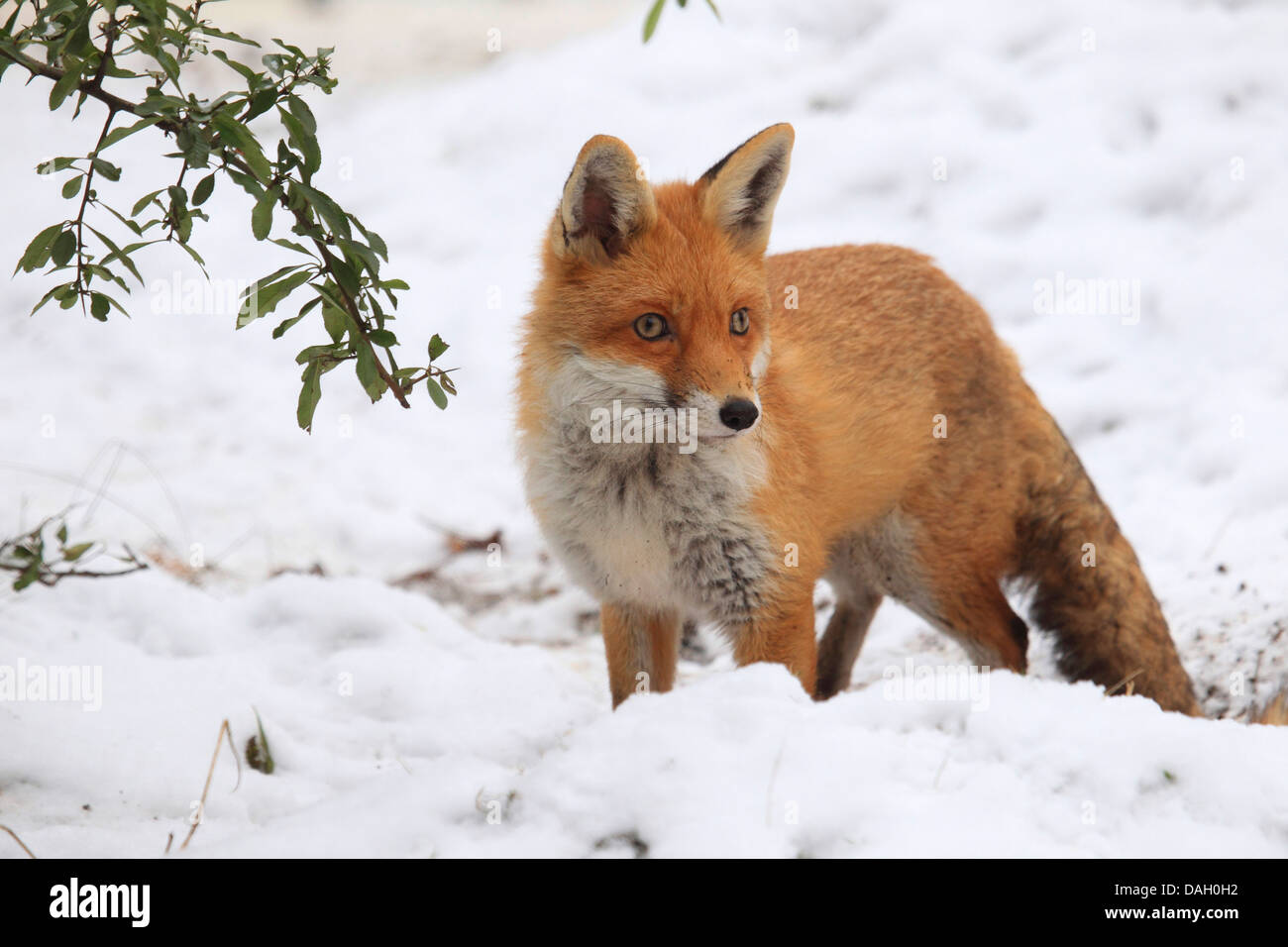 red fox (Vulpes vulpes), standing in the snow, Germany Stock Photo