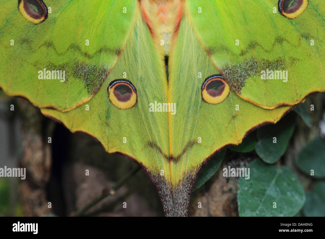 Madagascan moon moth (Argema mittrei), section of the opened wings reminding of a human face Stock Photo