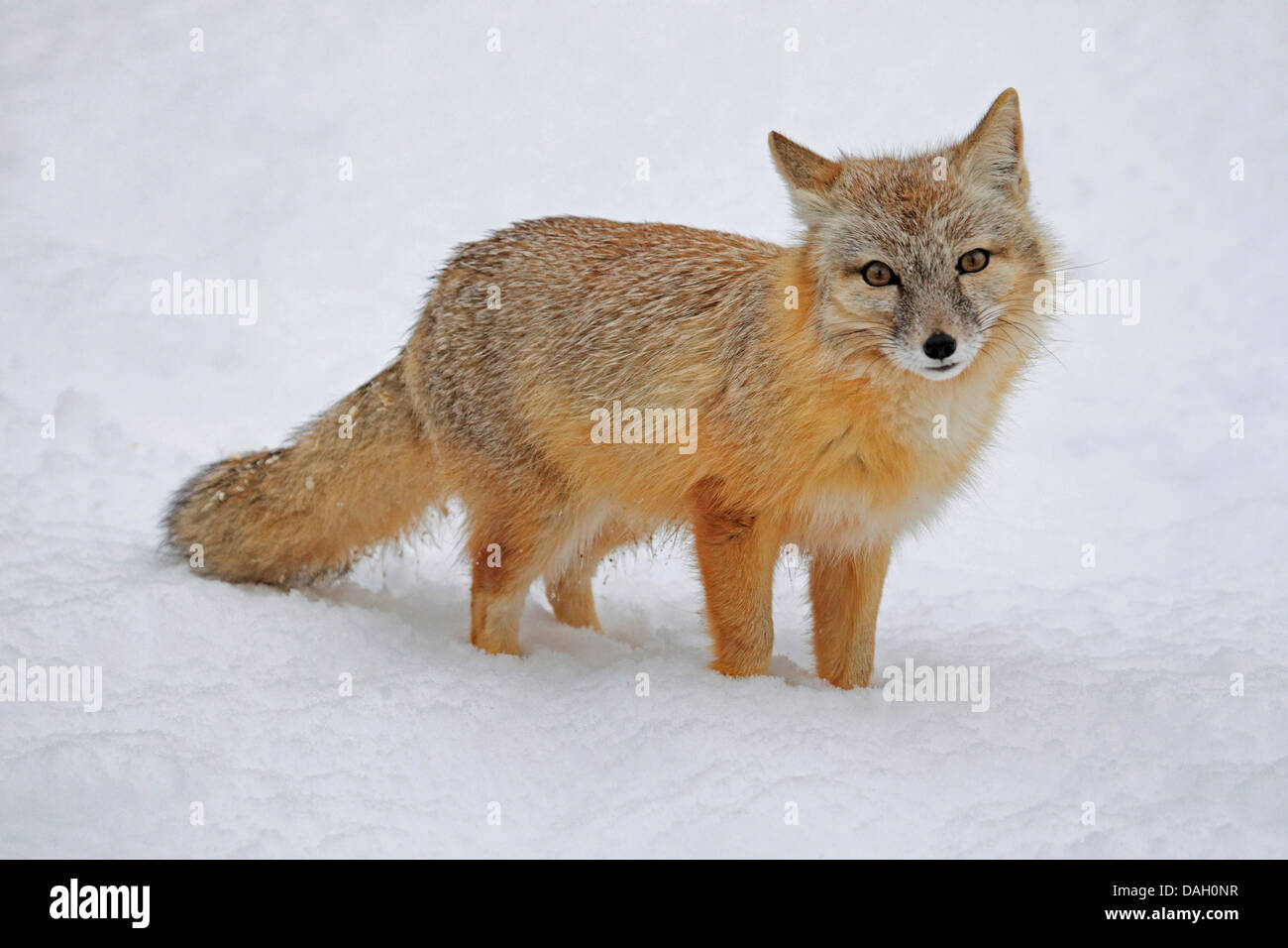 Corsac fox (Vulpes corsac), standing in the snow Stock Photo
