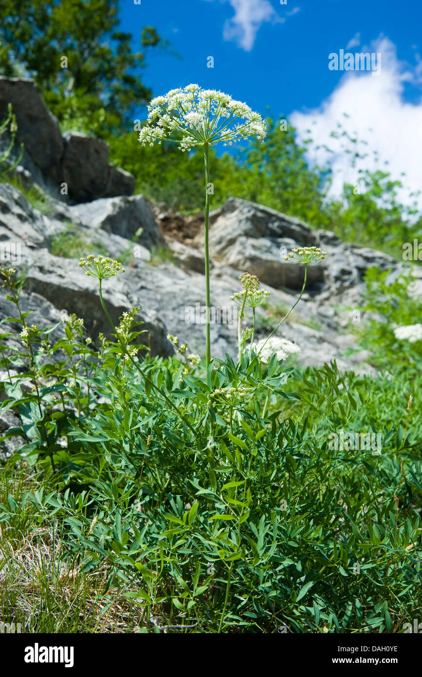 Laserwort (Laserpitium siler), blooming, Switzerland Stock Photo