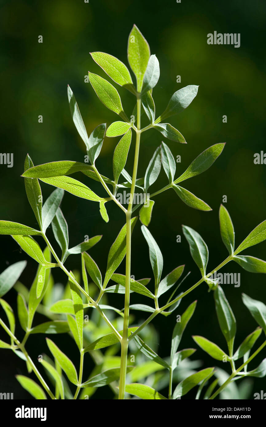 Laserwort (Laserpitium siler), leaf, Switzerland Stock Photo