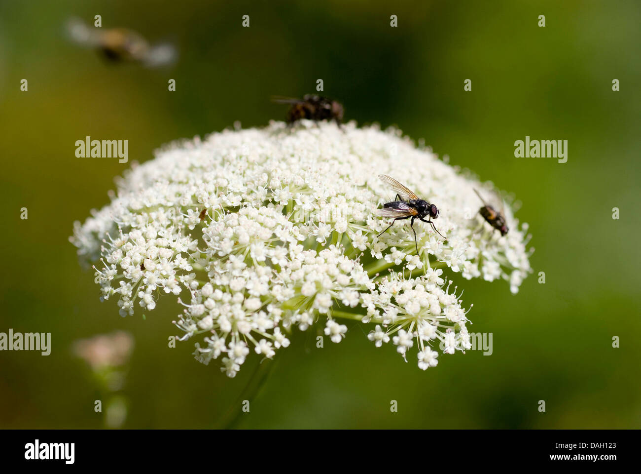 Laserwort (Laserpitium siler), blooming with flies, Switzerland Stock Photo